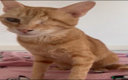 Mixed Breed cats for adoption: PHO DYPSY BONDED BROTHERS NEUTERED AFFECTIONATE   - Image 1