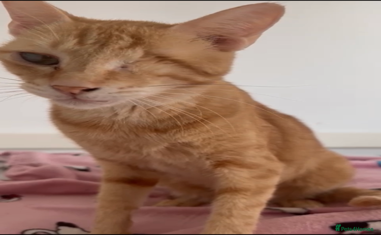 Mixed Breed cats - Advert 3