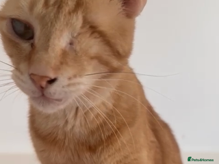 Mixed Breed cats - Advert 14