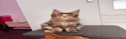 Maine Coon cats for sale: ✨Last Pure Bred Maine Coon Kitten Available  - Advert 2