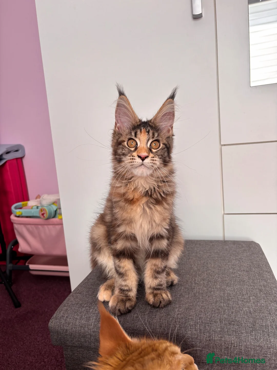 Maine Coon cats for sale: ✨Last Pure Bred Maine Coon Kitten Available  - Advert 2