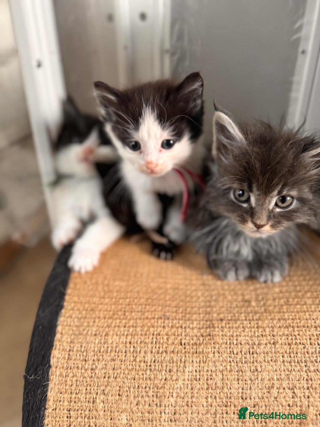 Mixed Breed cats for sale: Only one male left Mainecoon cross kittens  - Advert 3