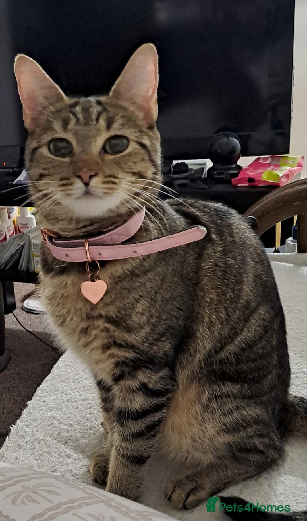 Mixed Breed cats for sale: 3 Stunning female kittens ready for their new home - Advert 1