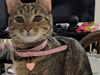 Mixed Breed cats 3 Stunning female kittens ready for their new home - Advert 2