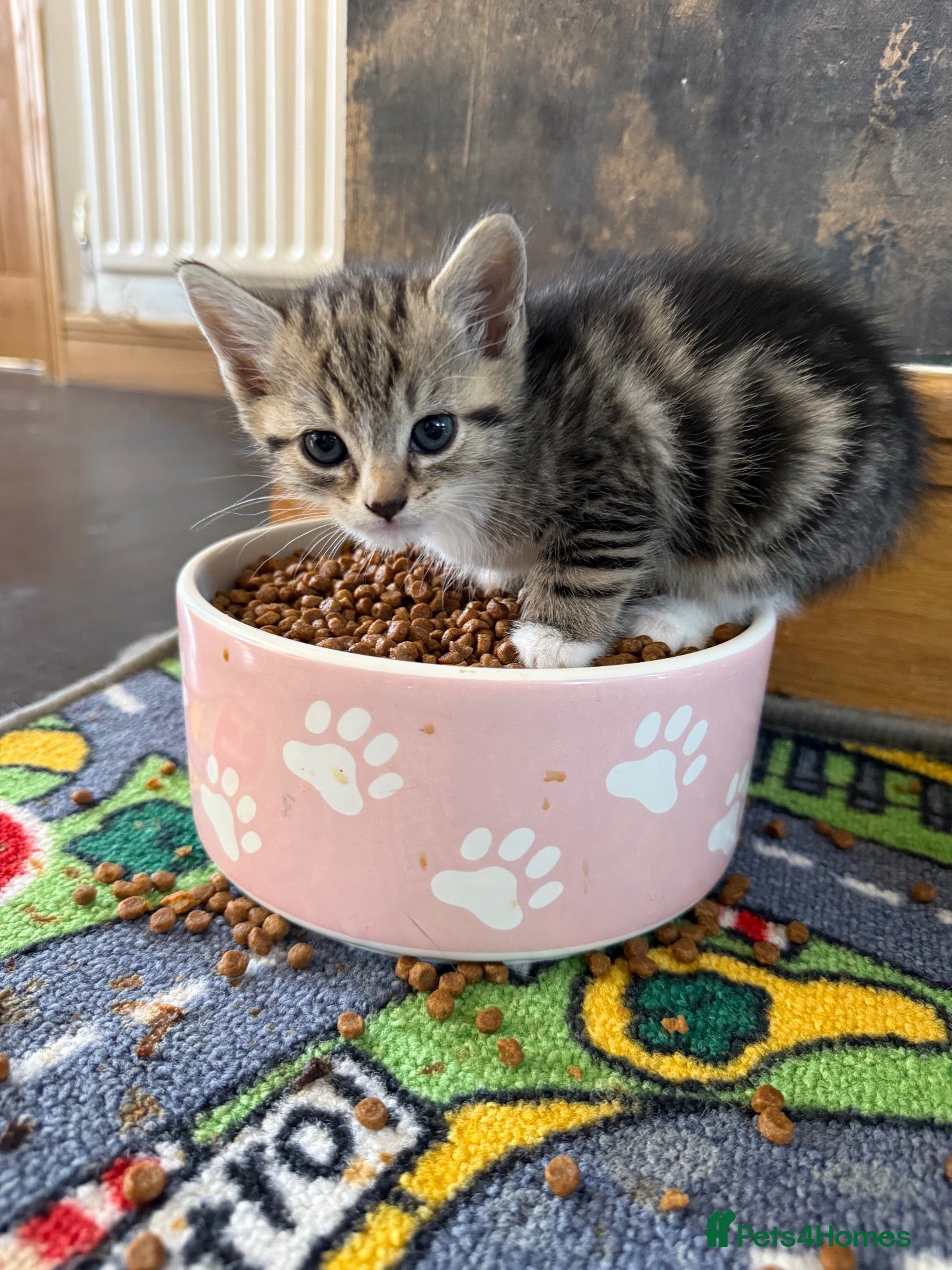 Mixed Breed cats Lovely Kittens for Sale - Advert 1
