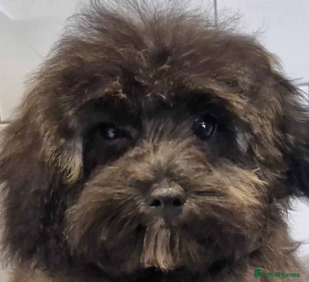 Maltipoo dogs for sale: Beautiful MALTIPOO Puppies - Reduced! - Image 2