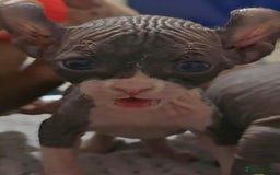 Sphynx cats for sale: Elf sphynx - Image 14