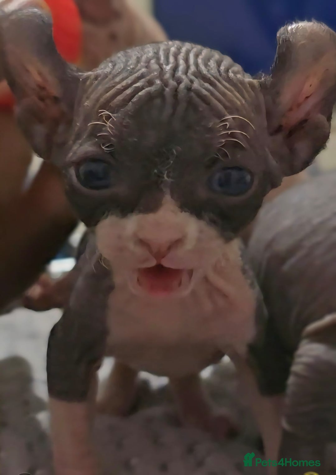 Sphynx cats for sale: Elf sphynx - Image 14
