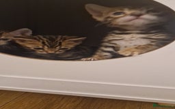 Bengal cats for sale: Amazing Bengal kittens 🥰 last boy left ❤️ in Corby - Image 25