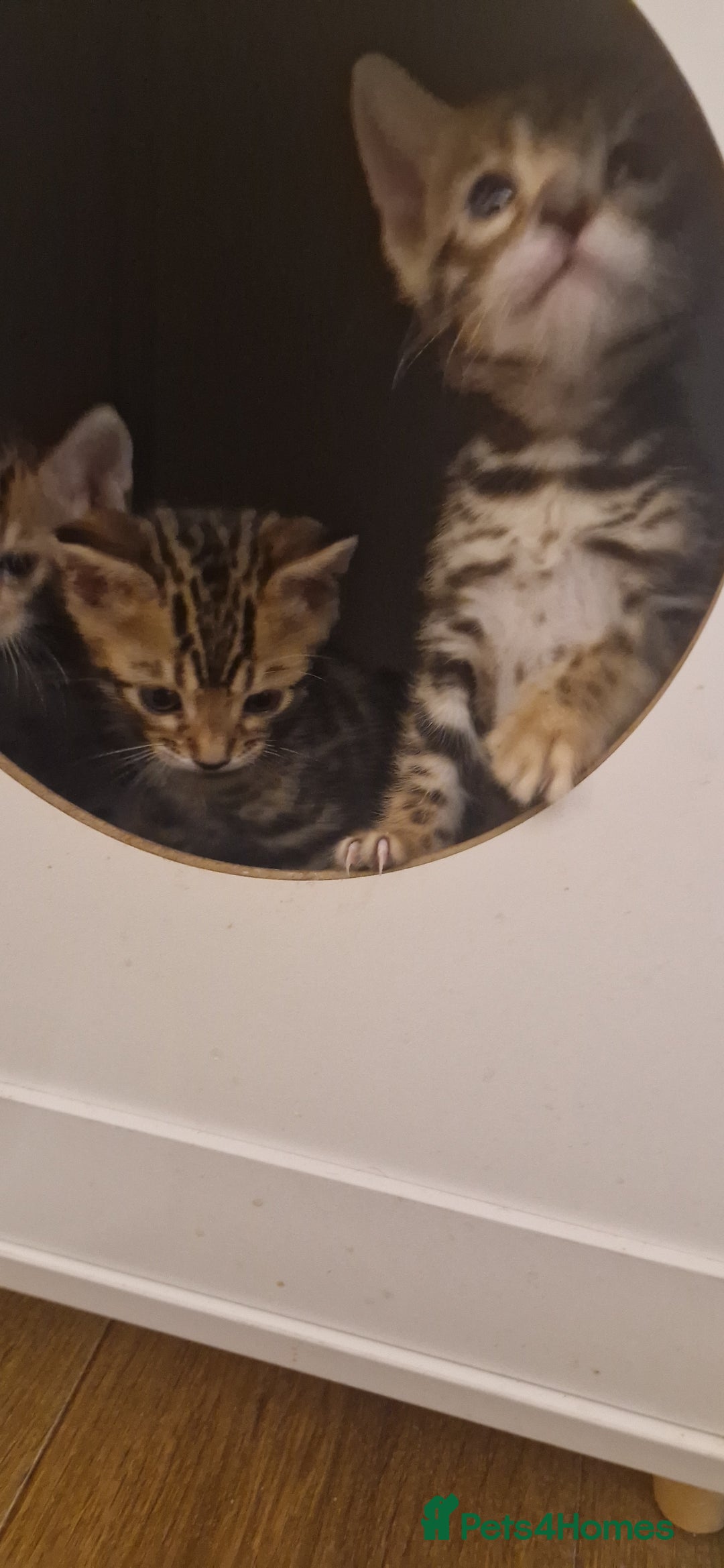 Bengal cats for sale: Amazing Bengal kittens 🥰 last boy left ❤️ in Corby - Image 25