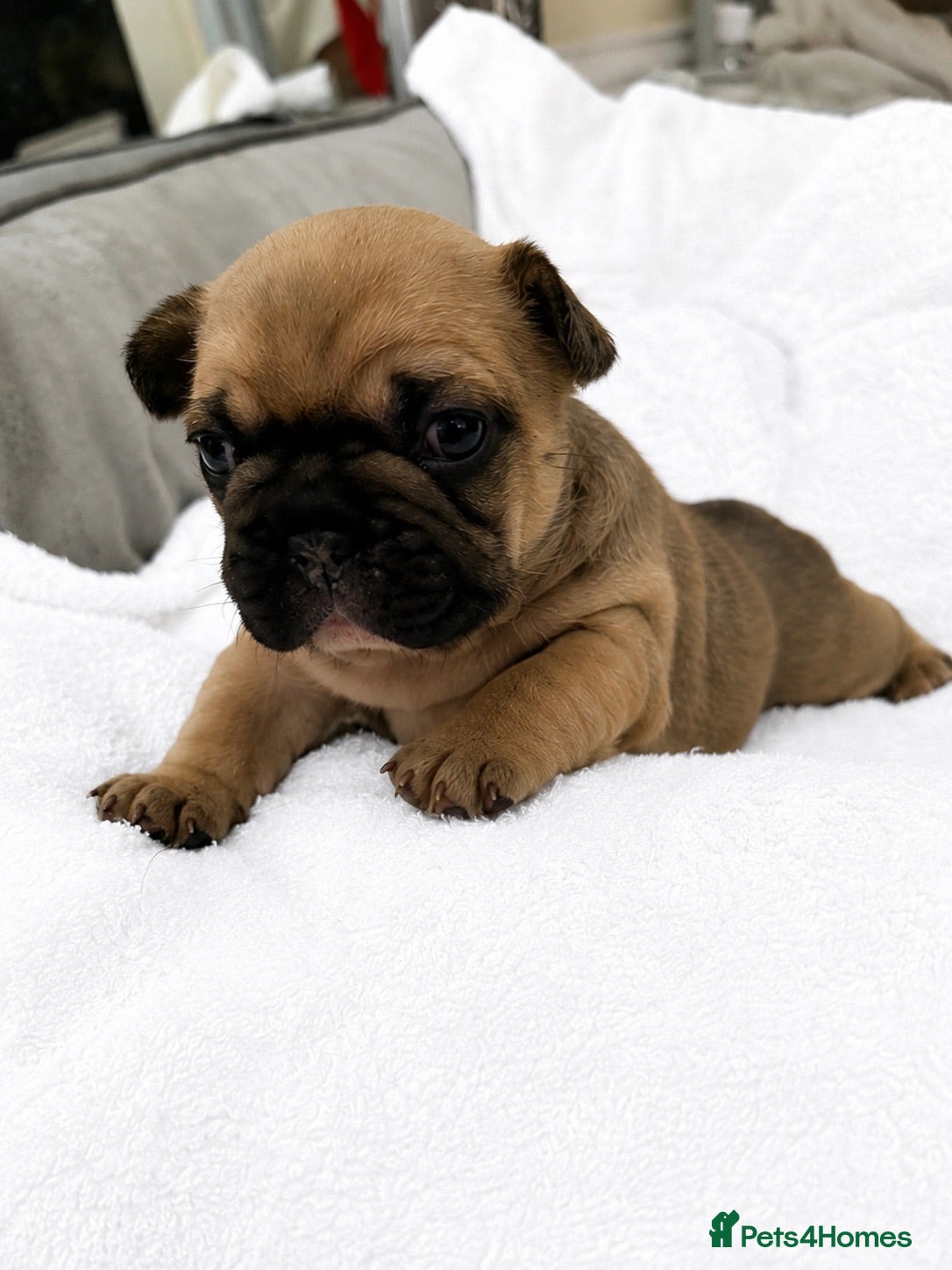 French Bulldog dogs TOP QUALITY KC REG FRENCH BULLDOG PUPPIES(HEALTHT) - Advert 10