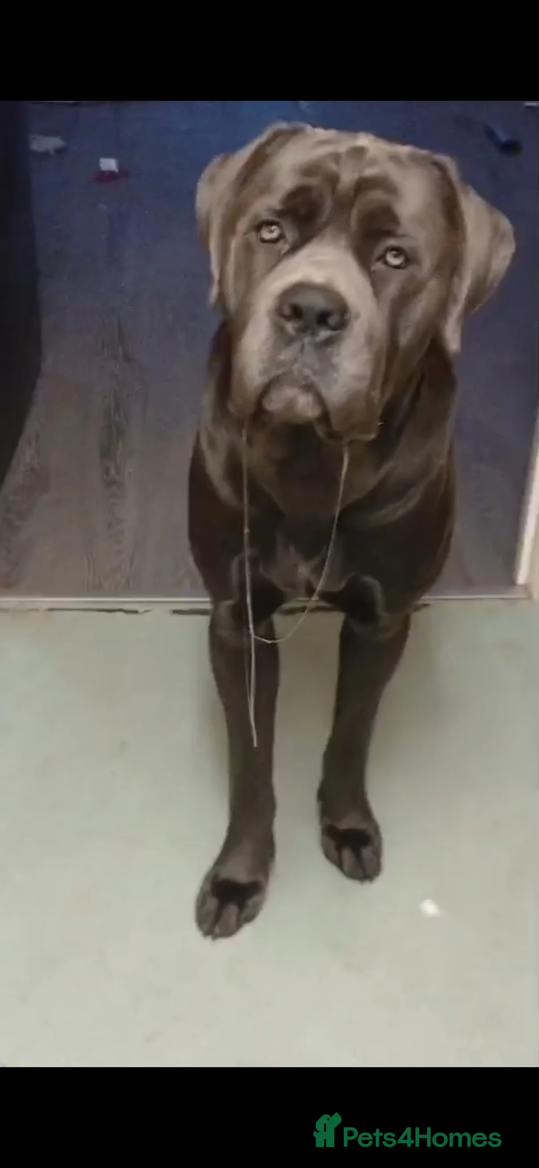 Cane Corso dogs for sale: Pure bred blue cane corso puppies for sale  - Advert 10