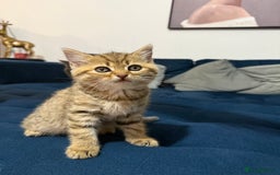 British Longhair cats for sale: British longhair X British Blue - Image 5