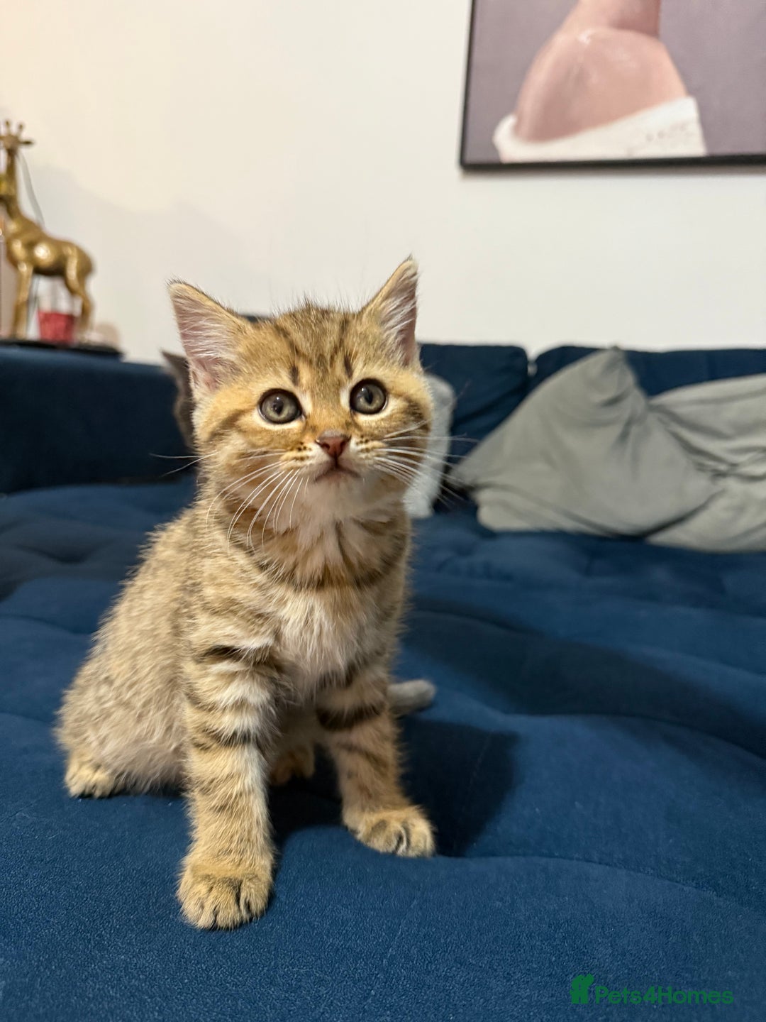British Longhair cats for sale: British longhair X British Blue - Image 5