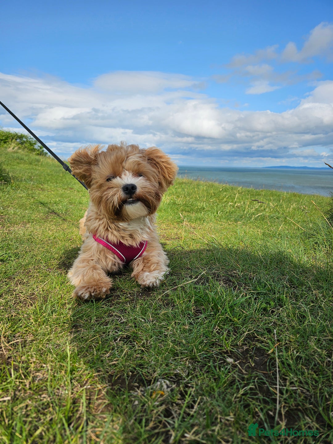 Maltese dogs for sale: Maltipoo Gorgeous Girl  - Image 13