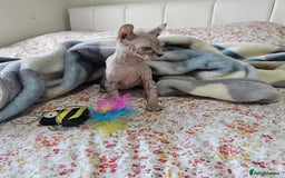 Sphynx cats for sale: Sphynx kitten - Image 7