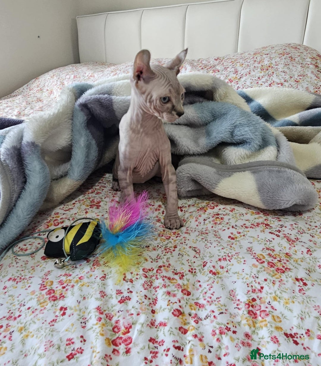Sphynx cats for sale: Sphynx kitten - Image 7