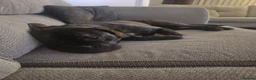 Mixed Breed dogs for sale: Kylo 1 year old - Advert 2