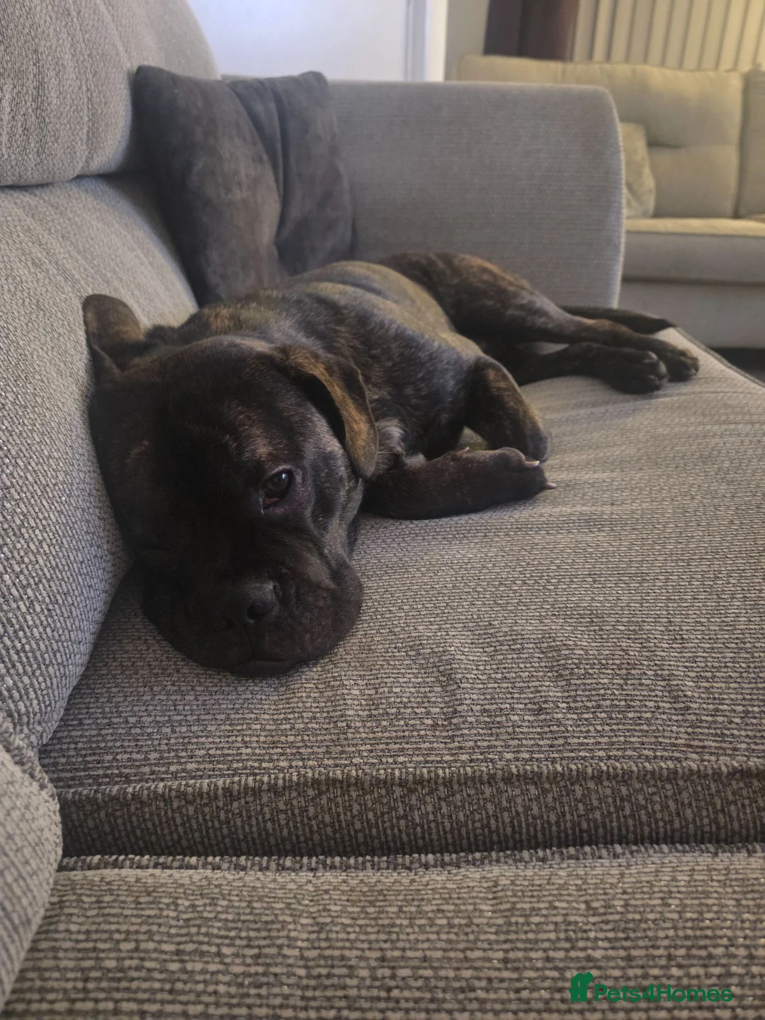 Mixed Breed dogs for sale: Kylo 1 year old - Advert 2