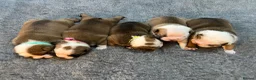 English Bulldog dogs for sale: 🏴󠁧󠁢󠁥󠁮󠁧󠁿 Best of British KC English Bulldogs in Ashington - Advert 25
