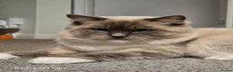 Ragdoll cats for sale: Miffy - Advert 2