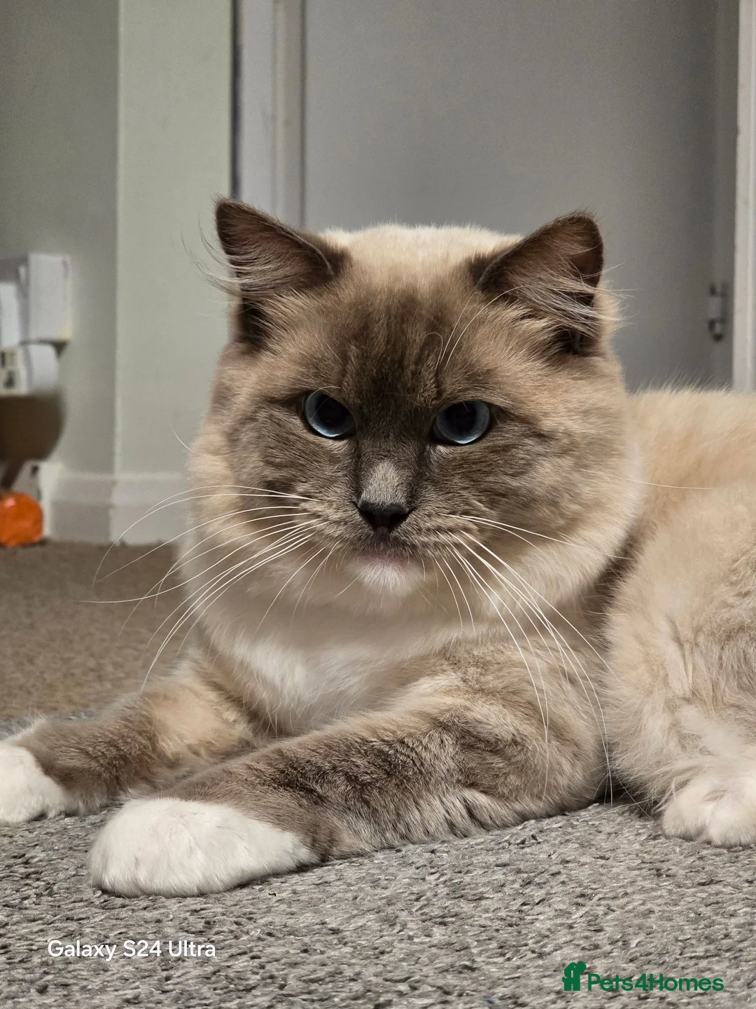 Ragdoll cats for sale: Miffy - Advert 2