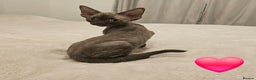 Devon Rex cats for sale: Dashing Devons - Advert 6