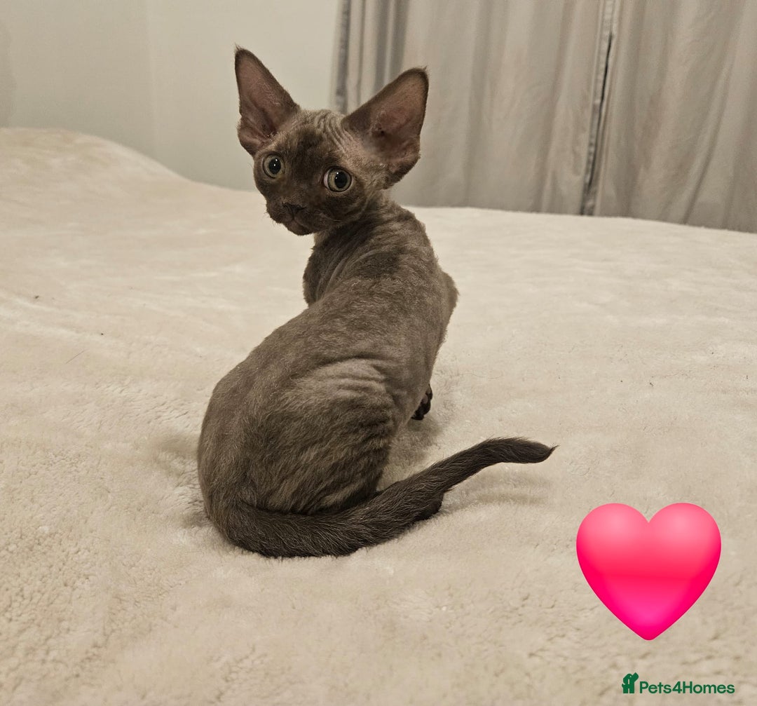 Devon Rex cats for sale: Dashing Devons - Advert 6