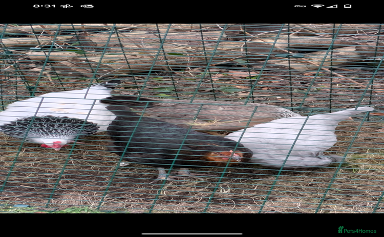 Chickens poultry - Advert 1