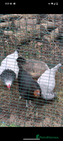 Chickens poultry - Advert 4