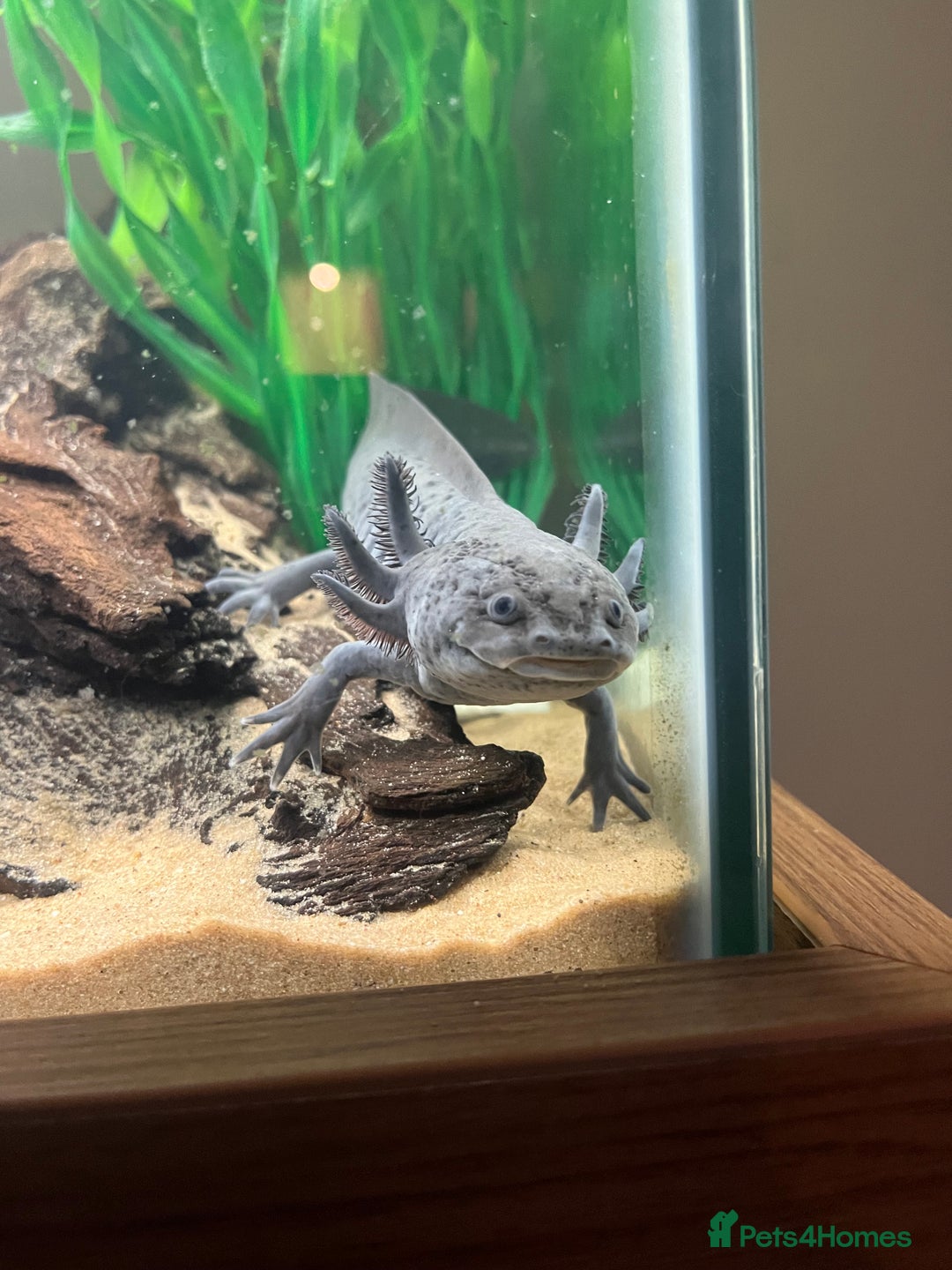 Axolotl reptiles for sale: Axolotls (Males & Females) - Advert 4