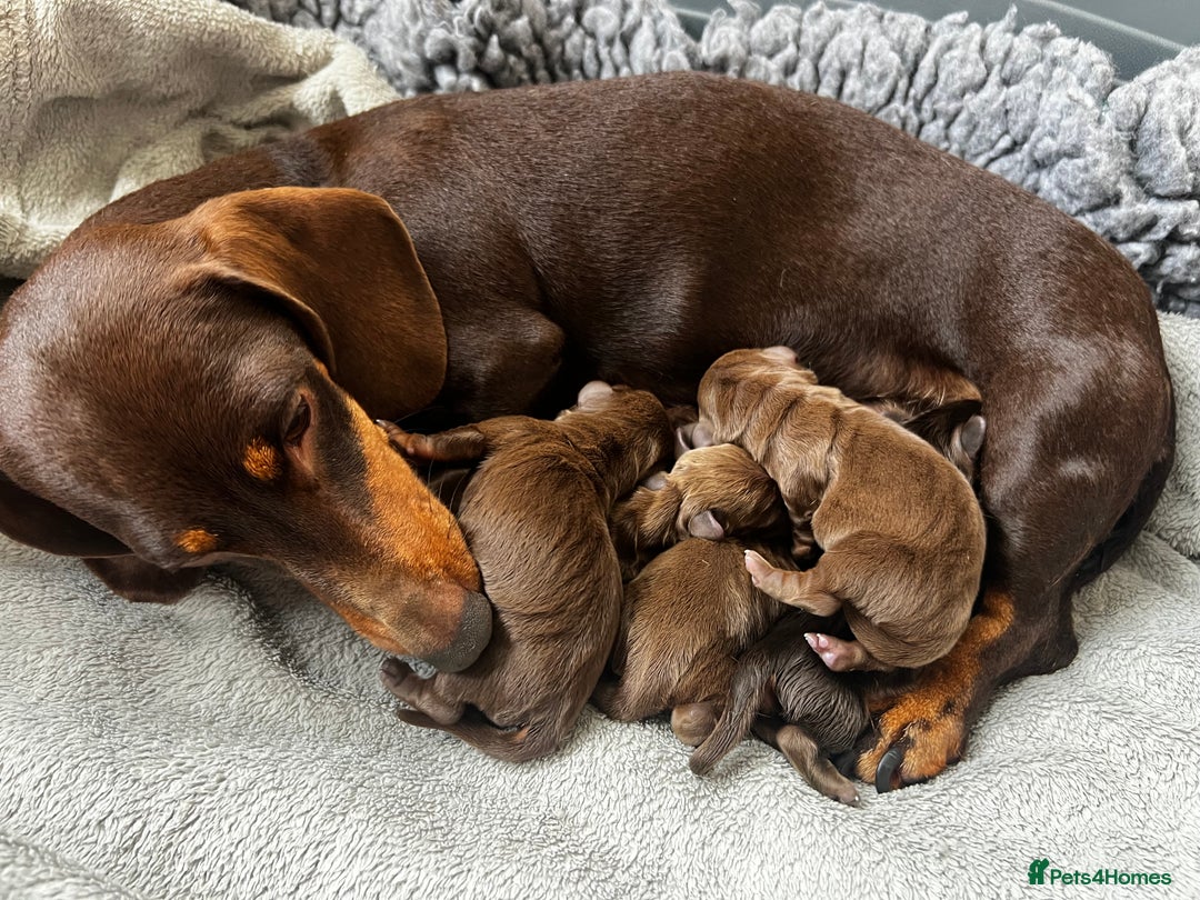 Miniature Dachshund dogs for sale: Gorgeous chocolate & Tan Miniature Dachshunds  - Image 4