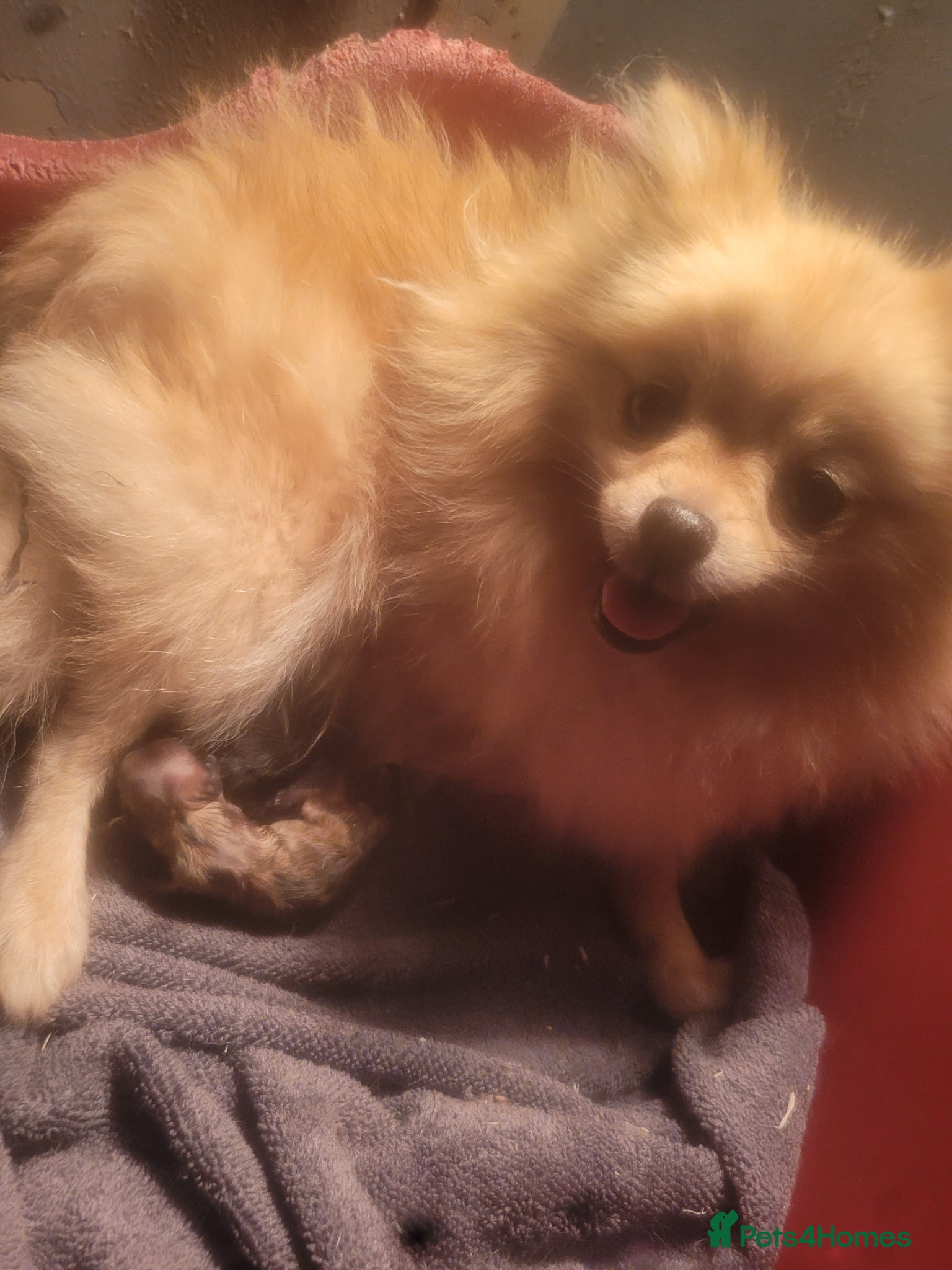 Pomeranian dogs Gorgeous pomeranian pups! - Advert 1