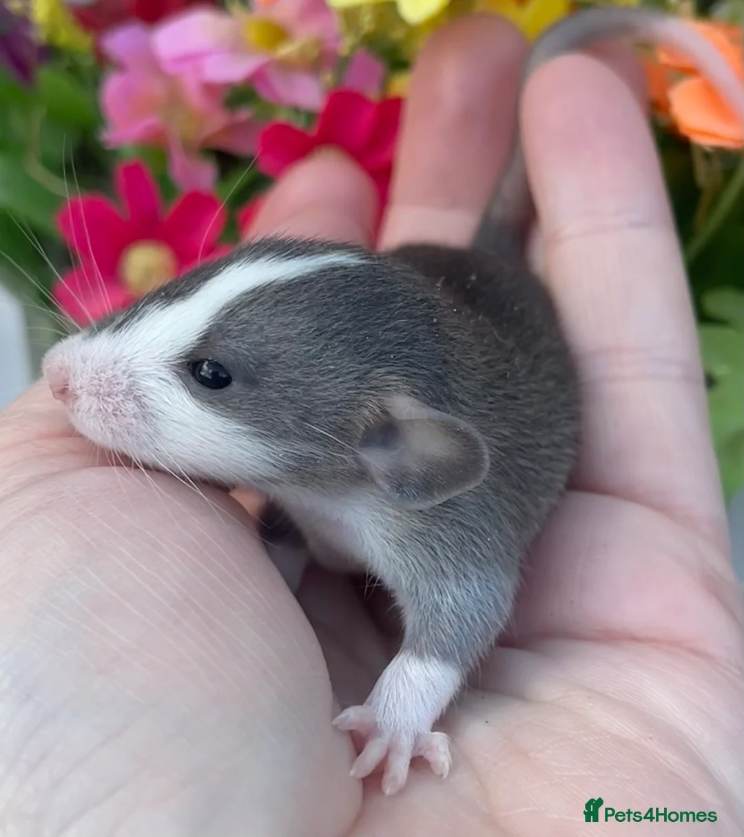 Rat rodents for sale: Gorgeous baby Dumbo Rats for Sale! - Advert 1