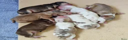 Cocker Spaniel dogs for sale: Stunning Show Type Cocker Spaniels  - Advert 11