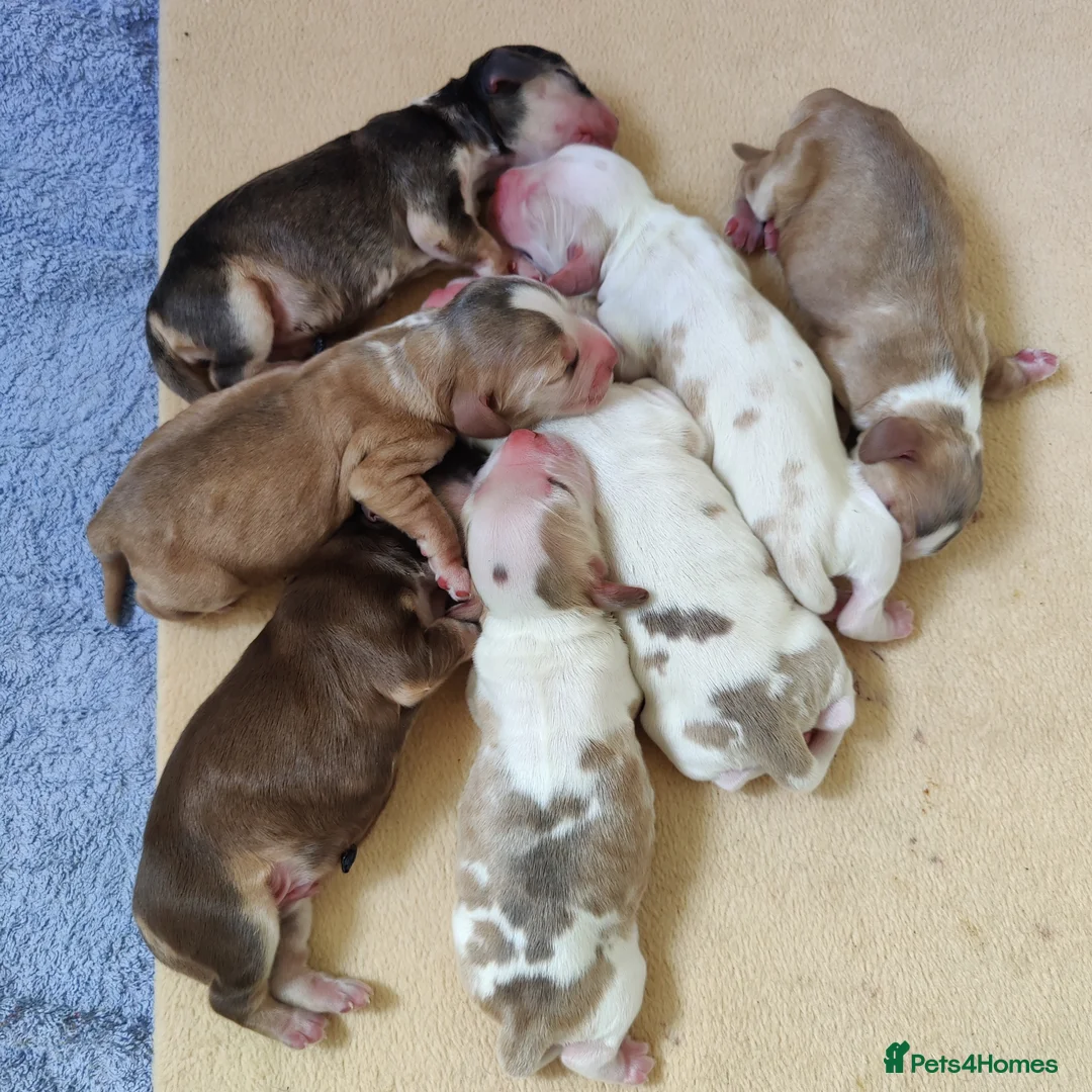 Cocker Spaniel dogs for sale: Stunning Show Type Cocker Spaniels  - Advert 11