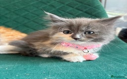 Maine Coon cats for sale: Maincoon x ragdoll kitten 2 kittens left  - Image 11