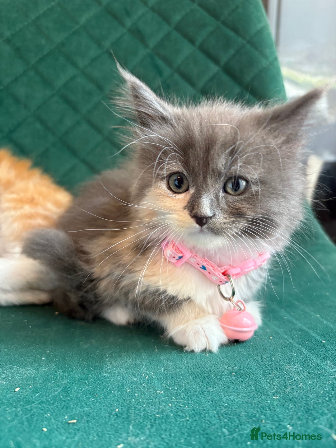 Maine Coon cats for sale: Maincoon x ragdoll kitten 2 kittens left  - Image 11