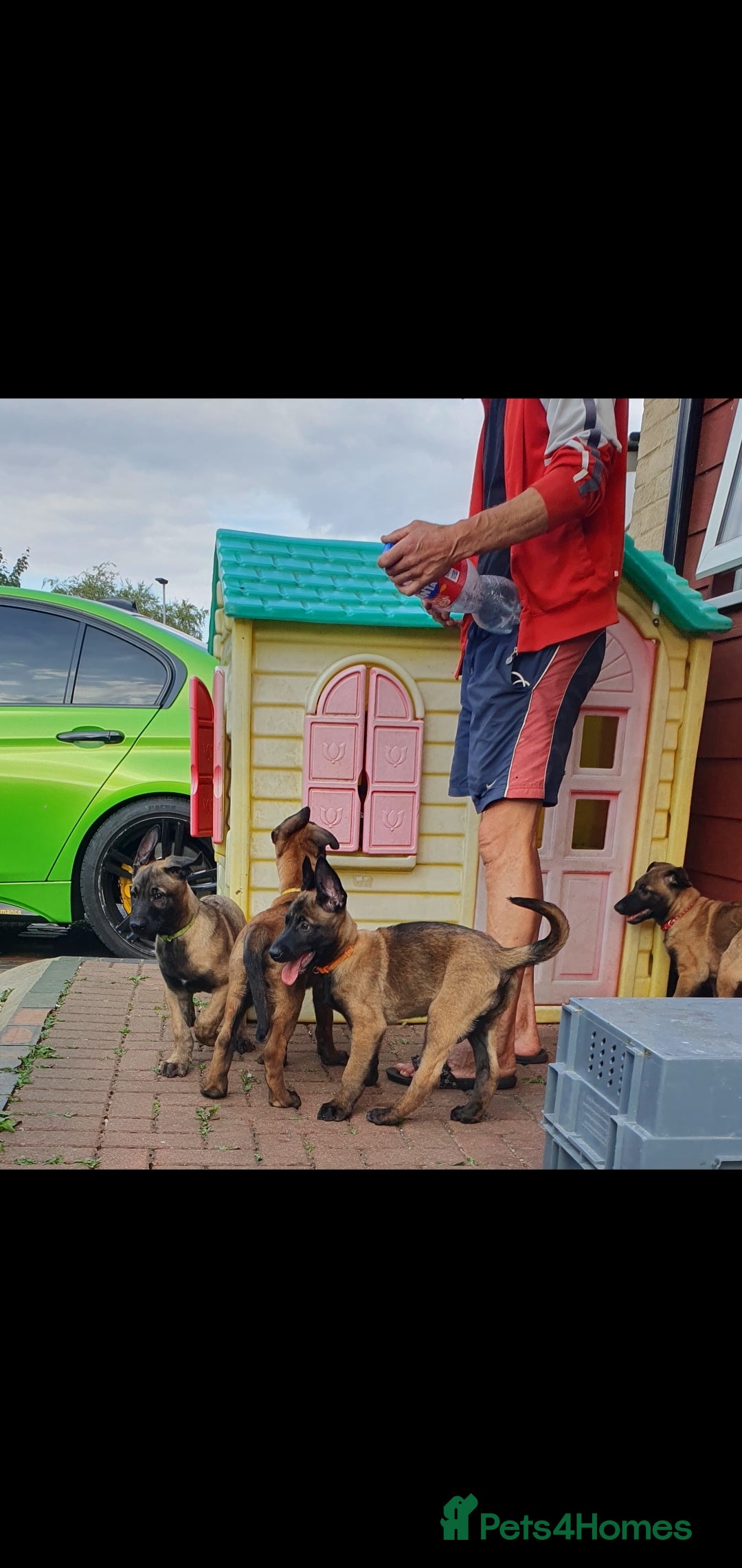 Belgian Shepherd Dog dogs for sale: Belgian Malinois.1girl and 1 boy left.Reduced £ in Peterborough - Image 26