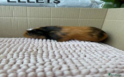 Guinea Pig rodents for sale: Young Guinea pigs  - Image 4