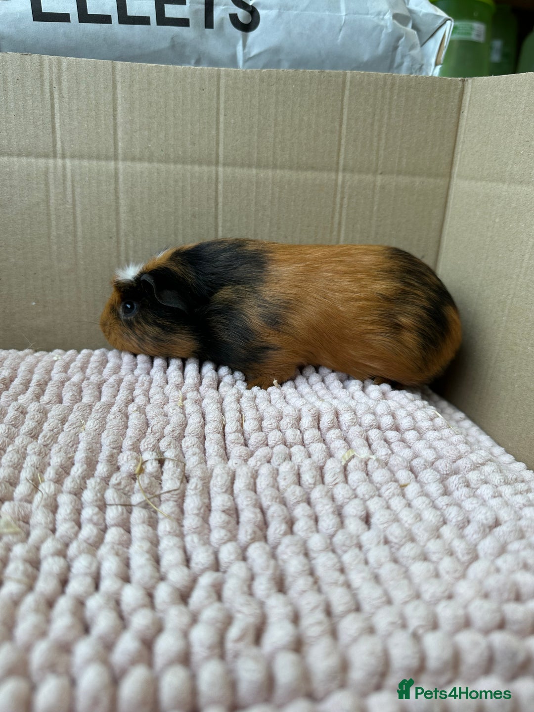 Guinea Pig rodents for sale: Young Guinea pigs  - Image 4