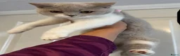 British Shorthair cats for sale: Ready now Lilac and white female BSH  in Crewe - Advert 2