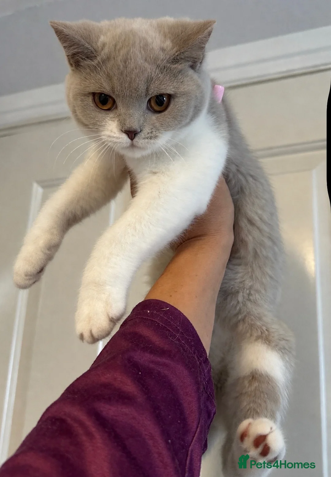 British Shorthair cats for sale: Ready now Lilac and white female BSH  in Crewe - Advert 2