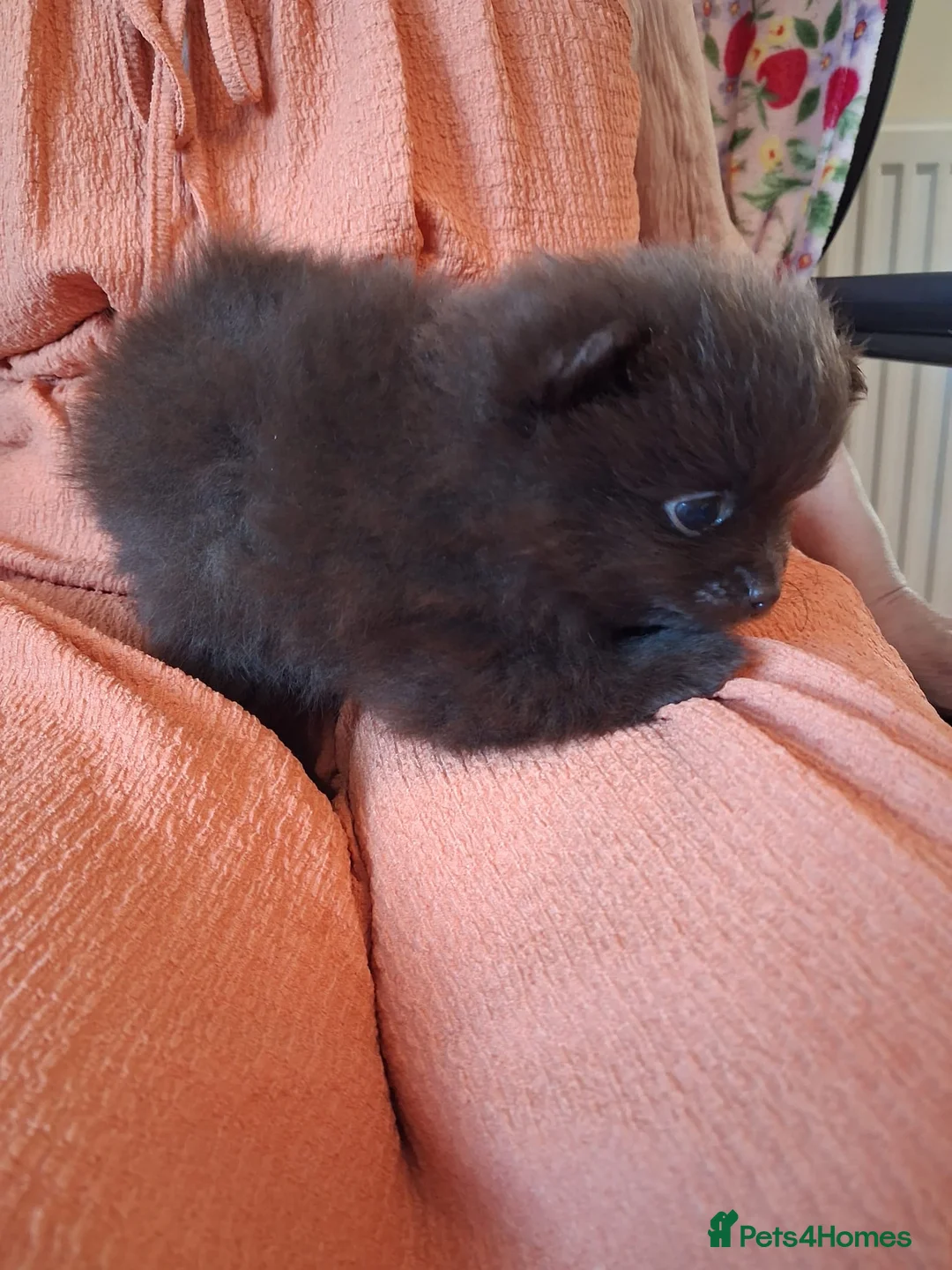 Pomeranian dogs for sale: FEMALE Chocolate Pomeranian READY TO LEAVE  - Advert 23