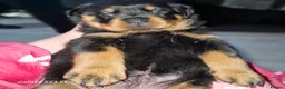 Rottweiler dogs for sale: LEGACY'S IN THE MAKING!! REX & MAGIC - Advert 7