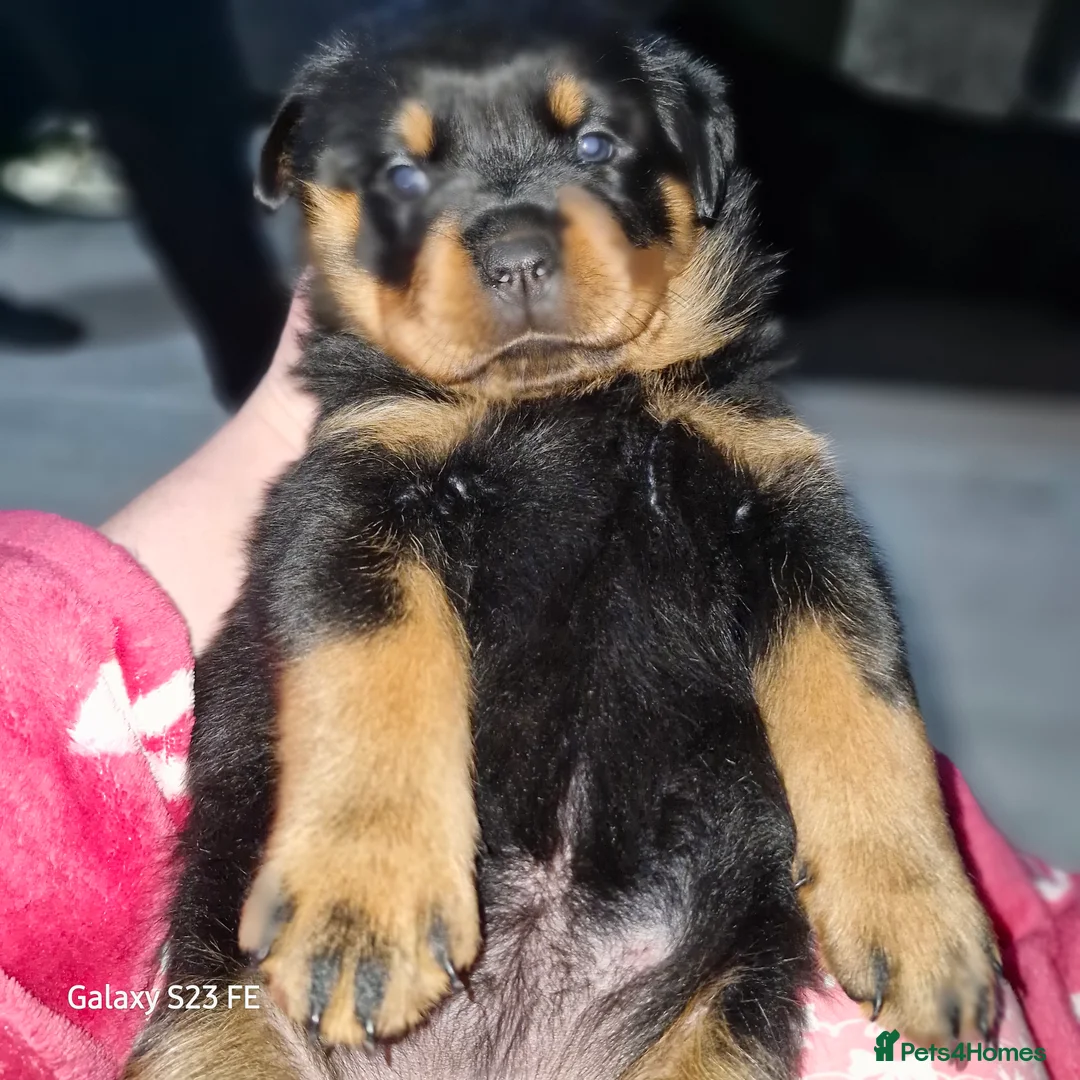 Rottweiler dogs for sale: LEGACY'S IN THE MAKING!! REX & MAGIC - Advert 7