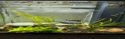 Other/Mixed Breed fish for sale: Full set up - Advert 2