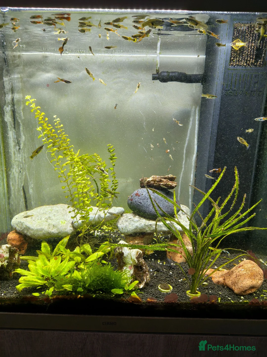 Other/Mixed Breed fish for sale: Full set up - Advert 2