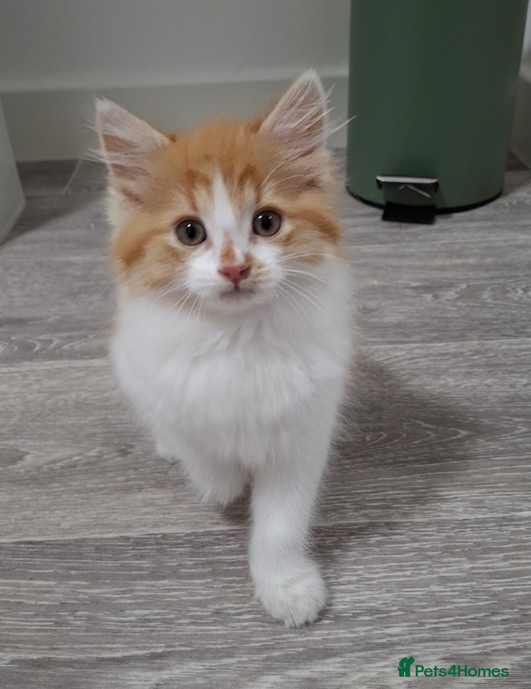 Maine Coon cats for sale: Beautiful Part Maine Coon/Ragdoll Long Haired Male - Advert 4