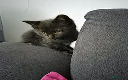 Mixed Breed cats for sale: Kittns  - Advert 8